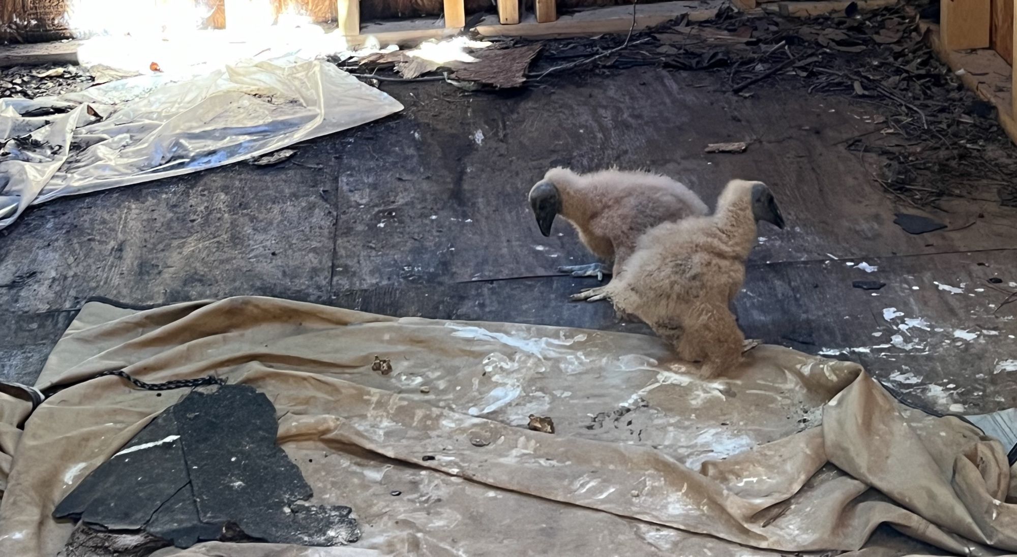 Young black vultures at the Eastman Nature Center 